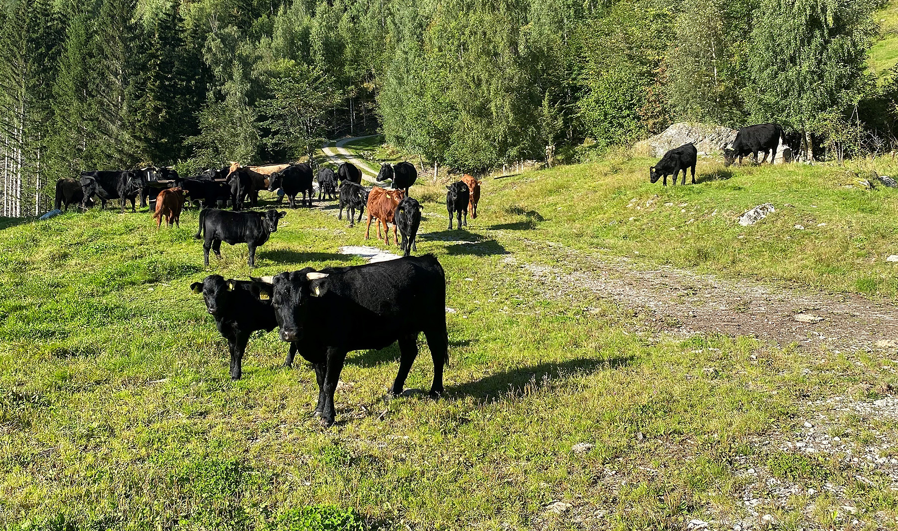 Tilskudd til tiltak i beiteområder